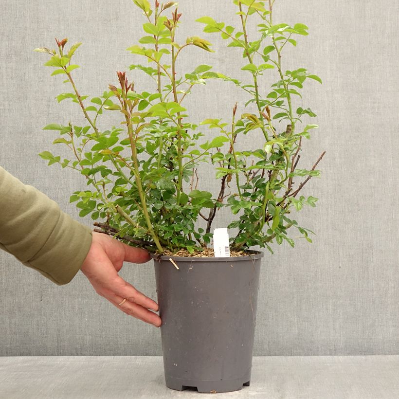 Exemplar von Rosa Isalia - Bodendecker-Rose Topf mit 4L/5L wie im Frühjahr geliefert