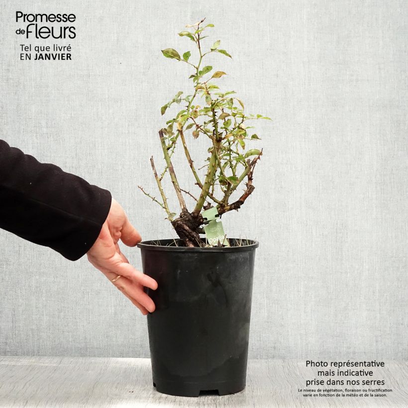 Exemplar von Rosa Schneeflocke (Opalia) - Rambler-Rose Topf mit 4L/5L wie im Winter geliefert