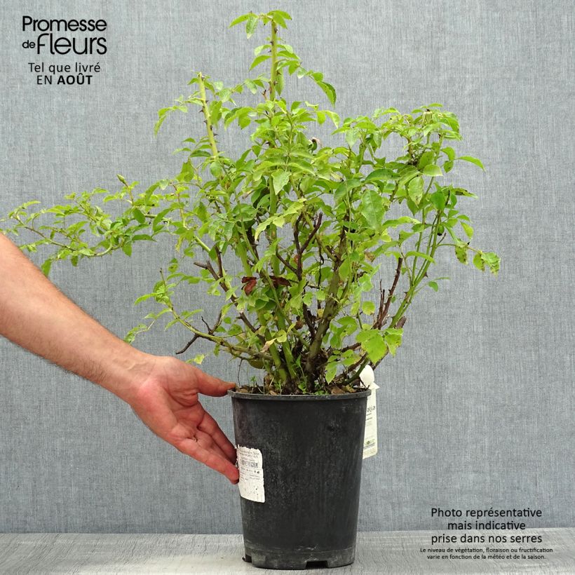 Example of Rosa Schneeflocke Rambler( Opalia) Topf mit 4L/5L as you get in ete