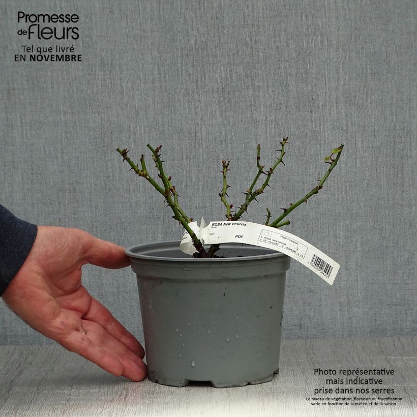 Example of Rosa Vesuvia - Bodendecker-Rose Topf mit 2L/3L as you get in automne