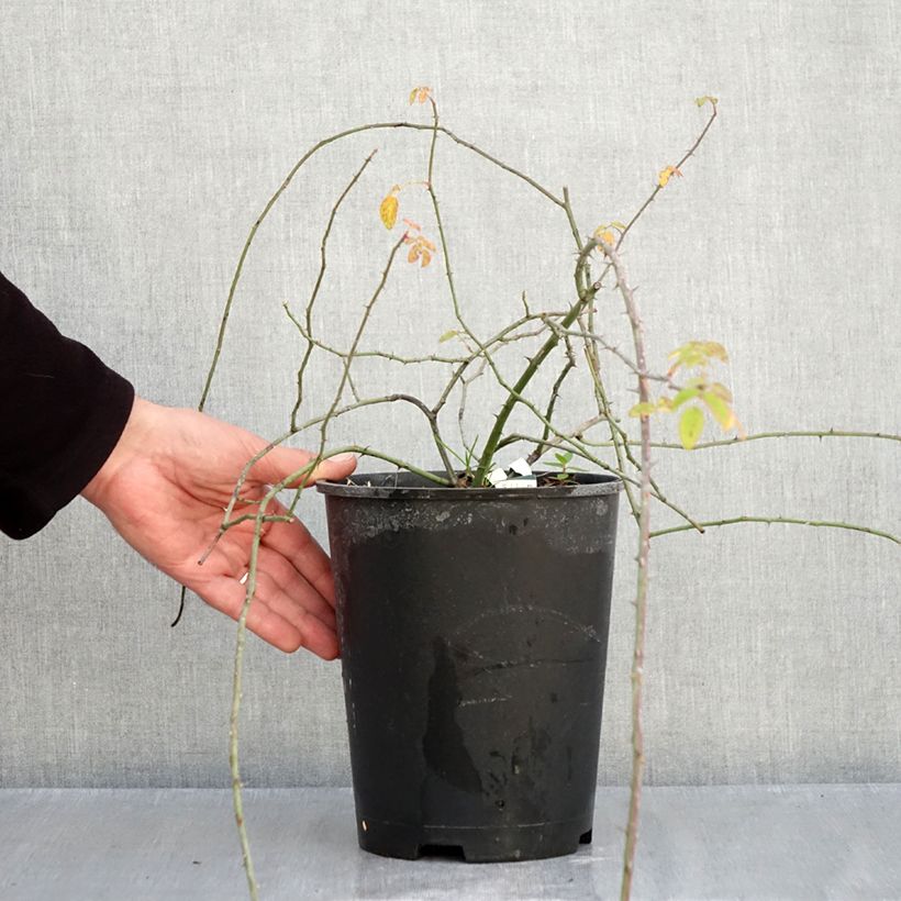 Exemplar von Rosa arvensis - Heckenrose - Botanische Rose Topf mit 2L/3L wie im Herbst geliefert