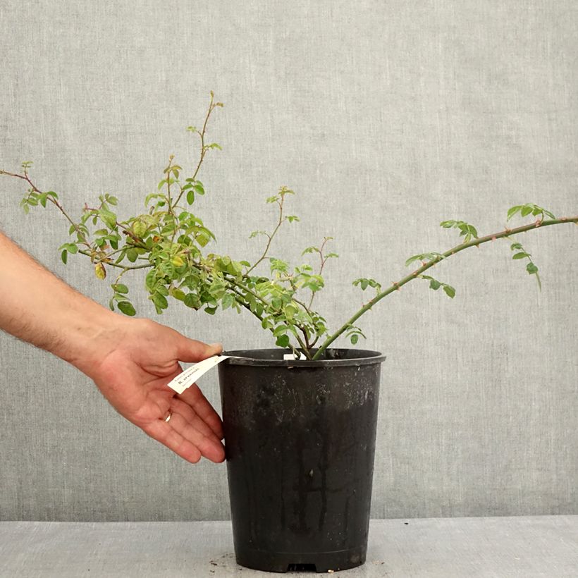 Example of Rosa arvensis - Heckenrose - Botanische Rose Topf mit 2L/3L as you get in ete