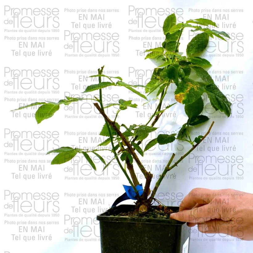 Example of Rosa Generosa Dino de Laurentiis - Guillot Rose Topf mit 4L/5L as you get