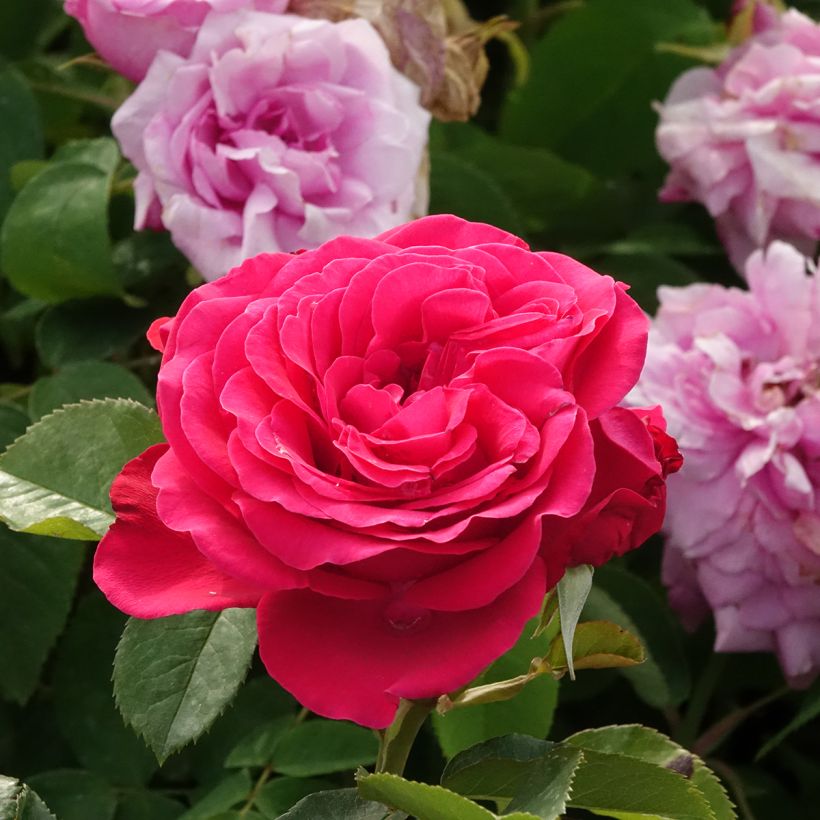 Rosa Dominica Intercomdoor - Moderne Hybrid-Rose (Blüte)
