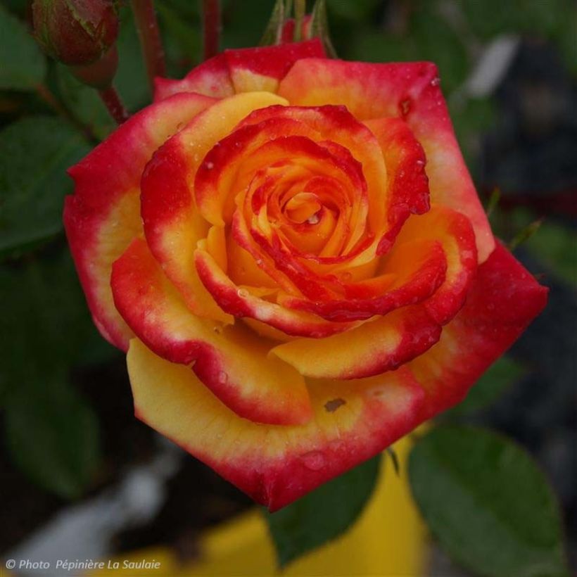 Rosa Flamina - Moderne Hybrid-Rose (Flowering)
