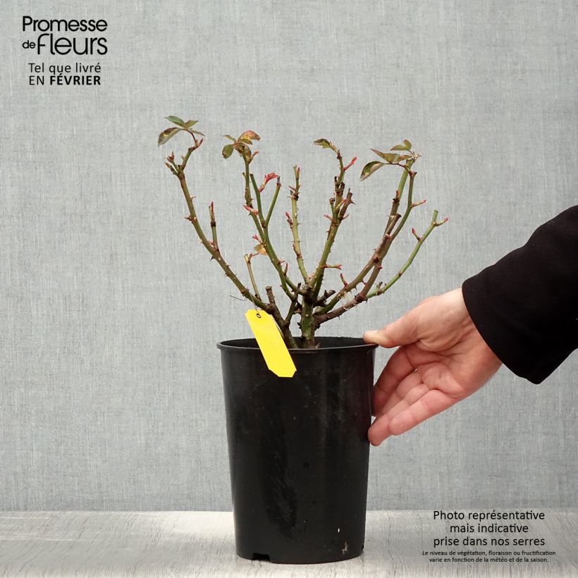 Exemplar von Rosa polyantha Heidi Klum Topf mit 4L/5L wie im Winter geliefert