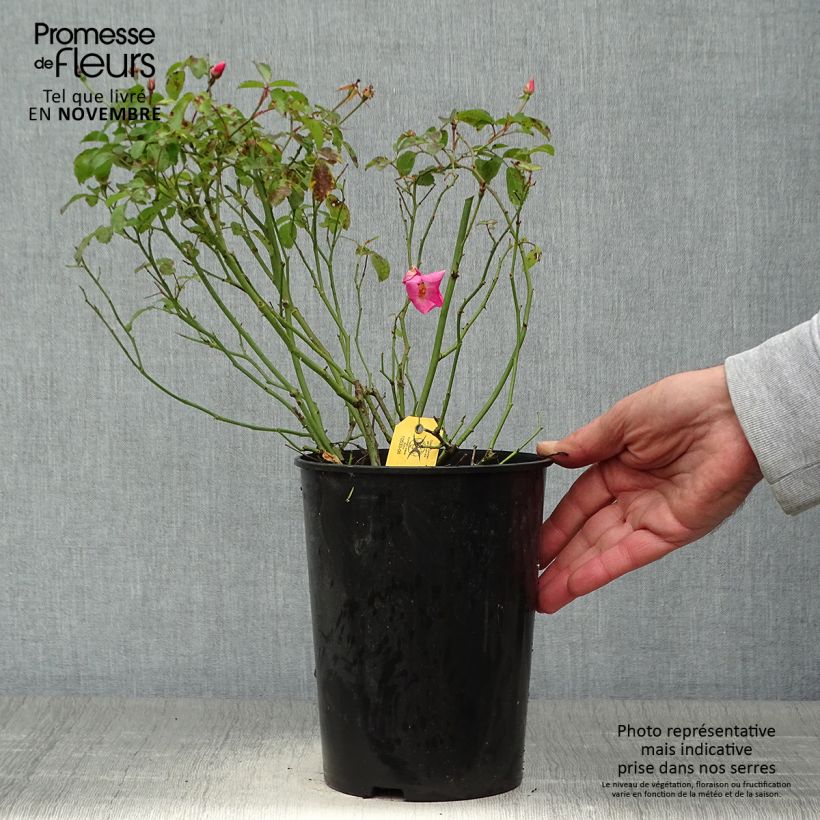 Example of Rosa Rigo Rosen Fortuna - Moderne Hybrid-Rose Topf mit 2L/3L as you get in automne