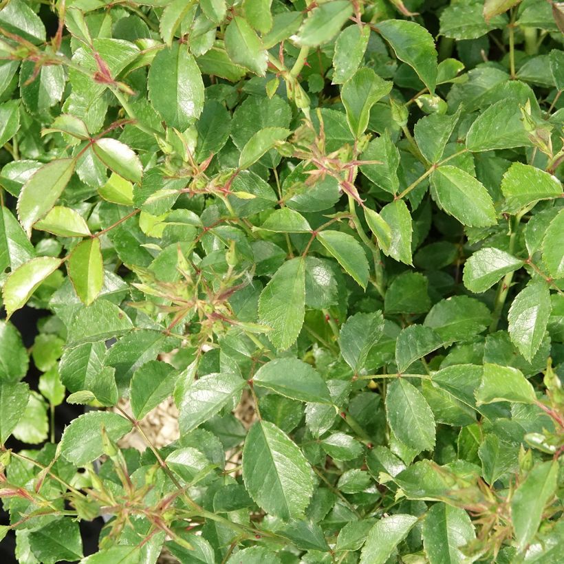 Rosa Rigo Rosen Fortuna - Moderne Hybrid-Rose (Laub)