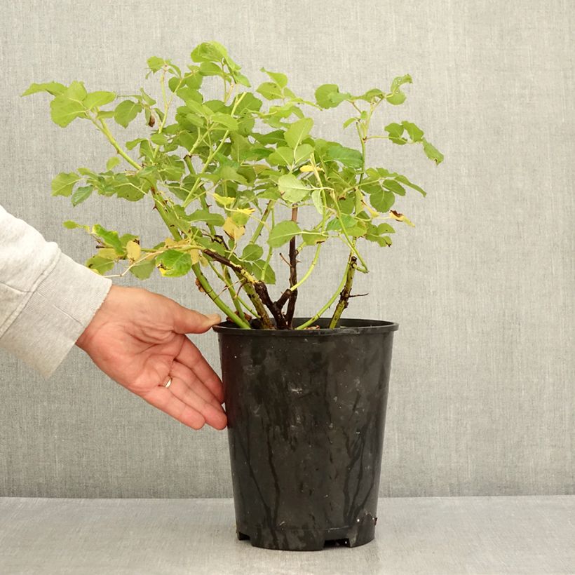 Example of Rosa Generosa Agnès Schilliger - Guillot Rose Topf mit 4L/5L as you get in ete