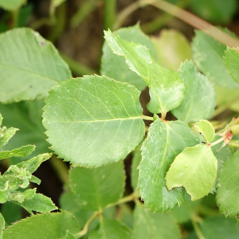 Rosa Generosa Agnès Schilliger - Guillot Rose (Foliage)