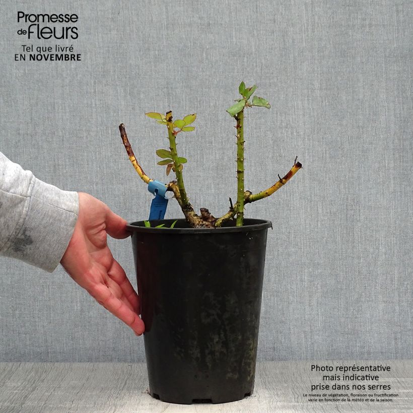 Example of Rosa Generosa Bicentenaire de Guillot - Guillot Rose Topf mit 4L/5L as you get in automne