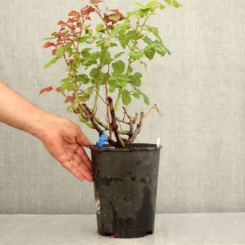 Example of Rosa Generosa Elodie Gossuin - Guillot Rose Topf mit 4L/5L as you get in ete