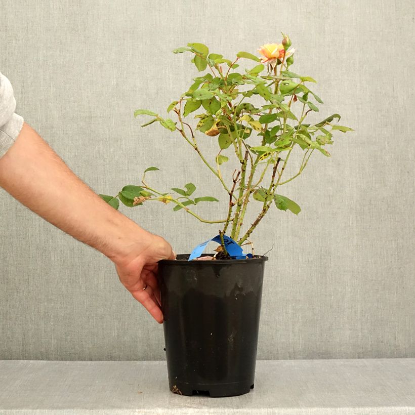 Example of Rosa Generosa Fiona Gelin - Guillot Rose Topf mit 4L/5L as you get in ete