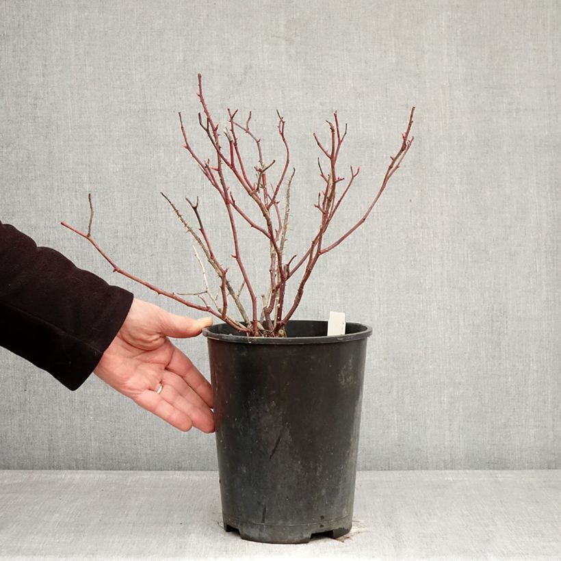 Exemplar von Rosa Generosa Fiona Gelin - Guillot Rose Topf mit 4L/5L wie im Winter geliefert