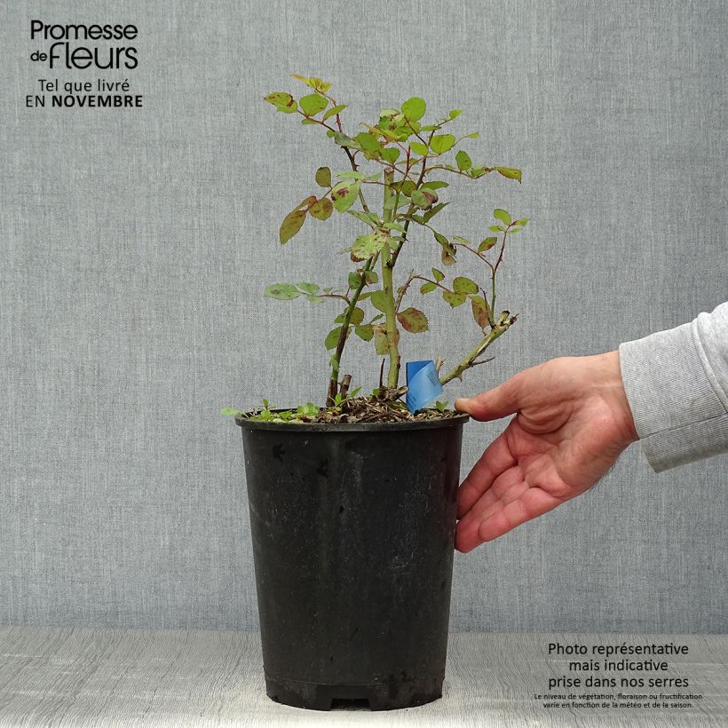 Example of Rosa Generosa Institut Lumière - Guillot Rose Topf mit 4L/5L as you get in automne