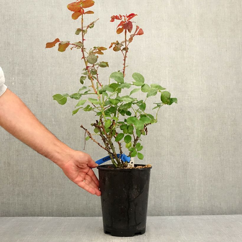 Example of Rosa Generosa Laurent Cabrol - Guillot Rose Topf mit 4L/5L as you get in ete