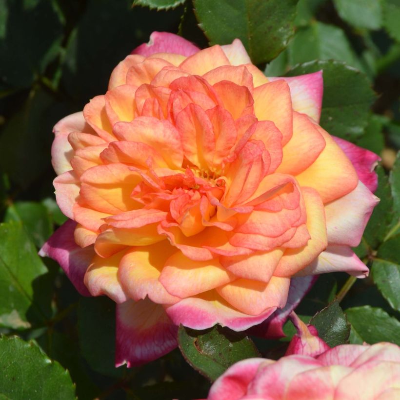 Rosa Generosa Laurent Voulzy - Guillot Rose (Flowering)