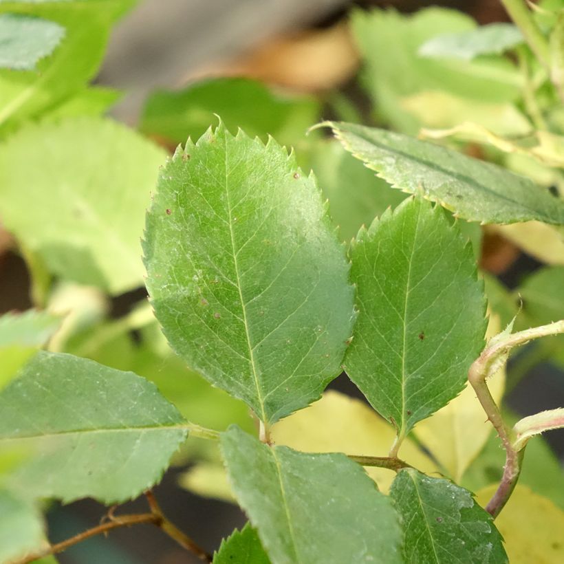Rosa Generosa Laurent Voulzy - Guillot Rose (Foliage)