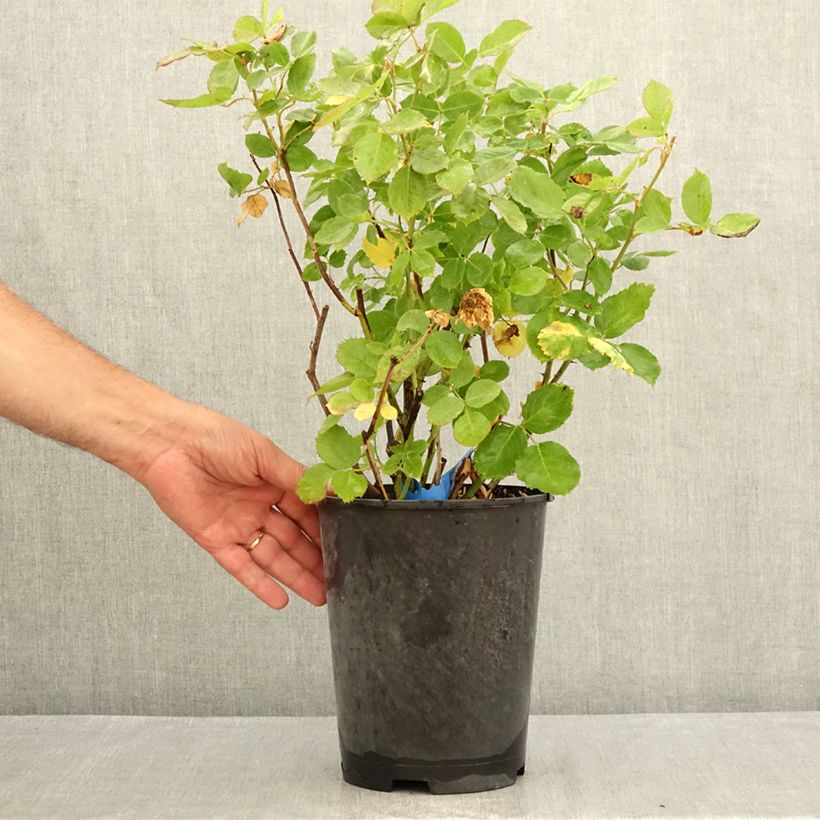 Example of Rosa Generosa Laurent Voulzy - Guillot Rose Topf mit 4L/5L as you get in ete