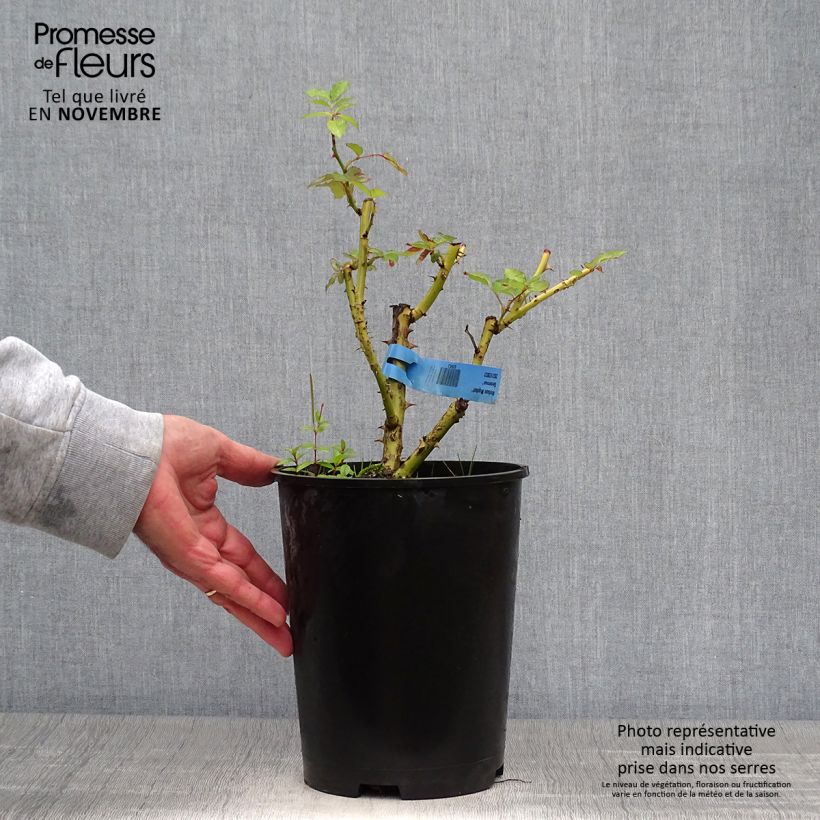 Example of Rosa Generosa Nelson Monfort - Guillot Rose Topf mit 4L/5L as you get in automne
