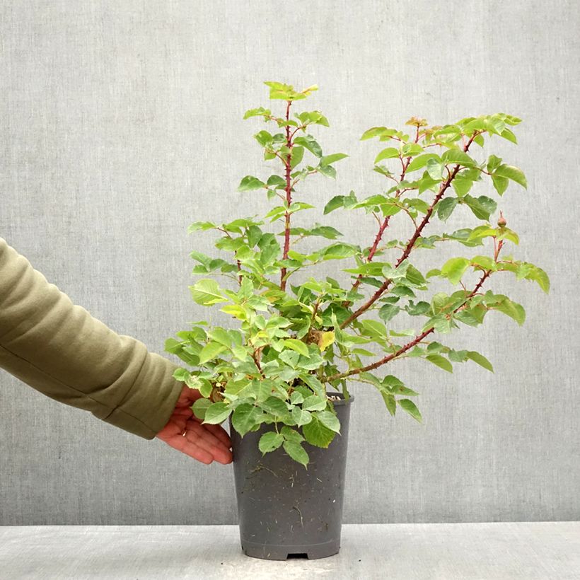 Exemplar von Rosa Generosa Odile Masquelier - Guillot Rose Topf mit 4L/5L wie im Frühjahr geliefert