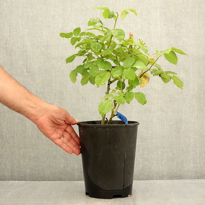 Example of Rosa Generosa Paul Bocuse - Guillot Rose Topf mit 4L/5L as you get in ete