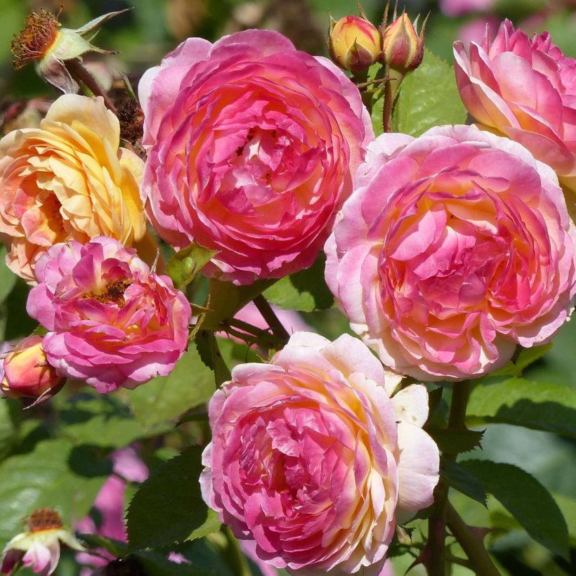 Rosa Generosa Rosomane Janon - Guillot Rose (Flowering)