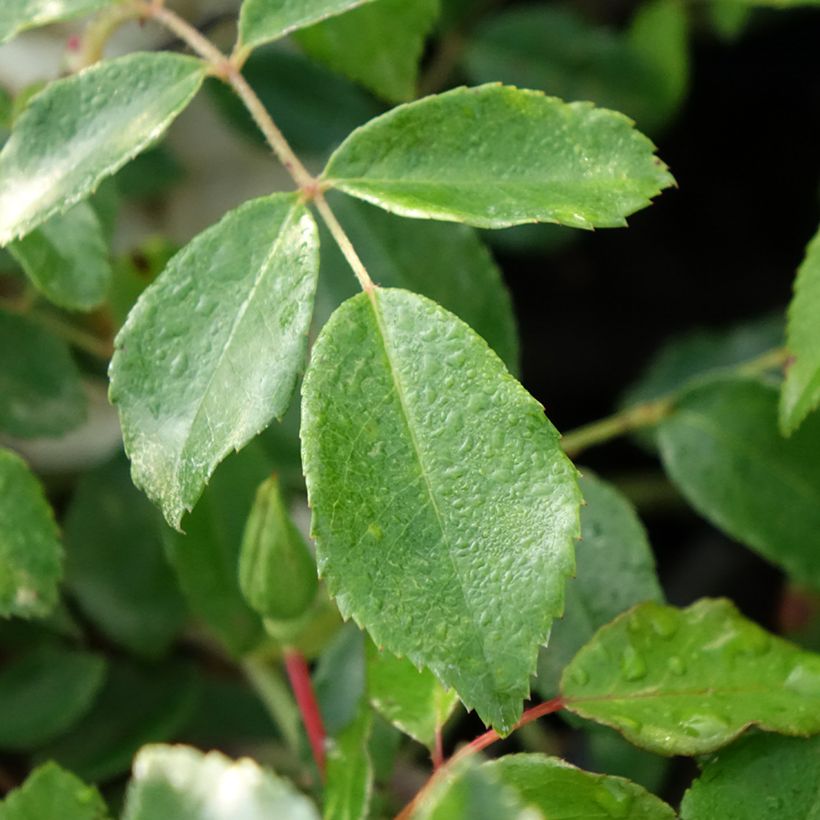 Rosa Aimée Vibert - Kletterrose (Foliage)