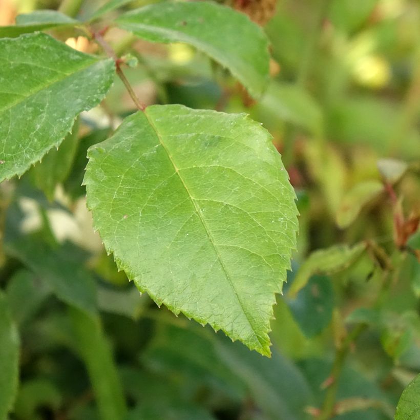 Rosa Alaska - Kletterrose (Foliage)