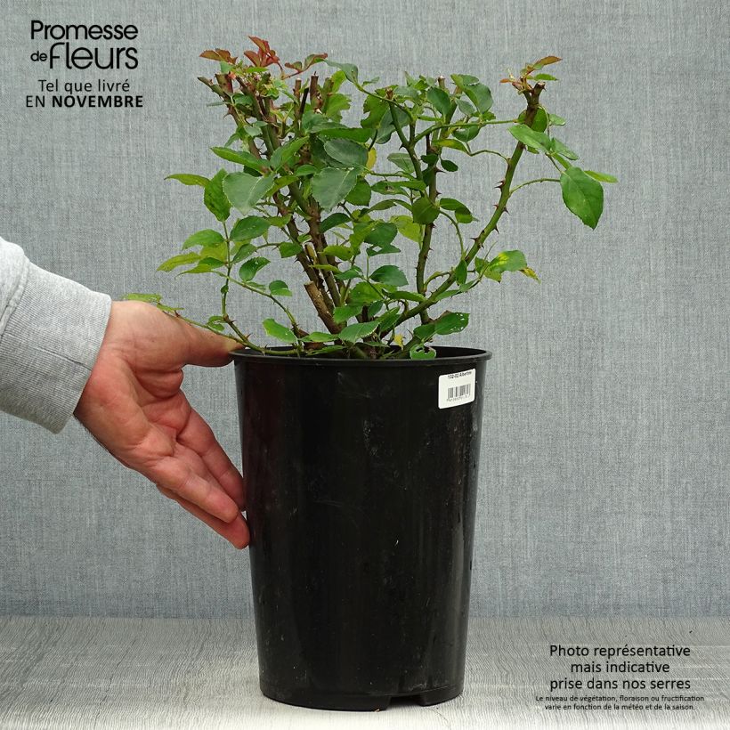 Example of Rosa wichuraiana Albertine - Kletterrose Topf mit 4L/5L as you get in automne