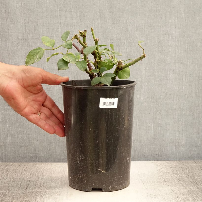 Exemplar von Rosa wichuraiana Albertine - Kletterrose Topf mit 4L/5L wie im Sommer geliefert