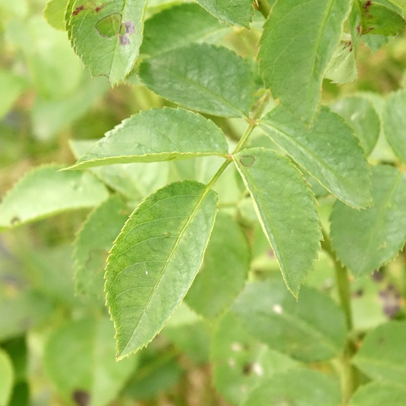 Rosa Alchymist - Kletterrose (Foliage)