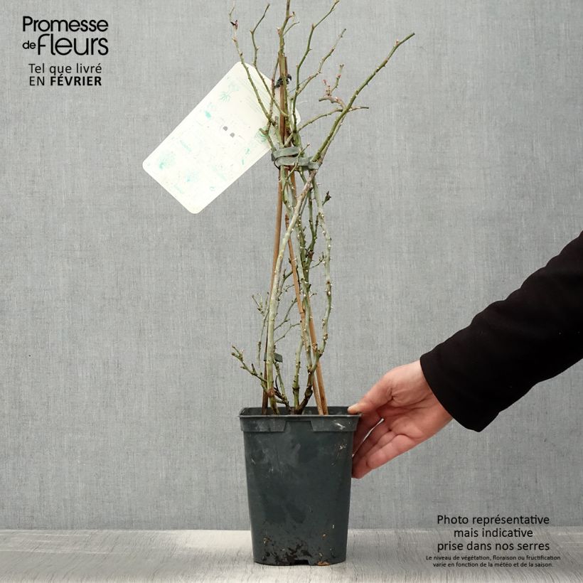 Exemplar von Rosa Starlet Rose Alina - Kletterrose Topf mit 4L/5L wie im Winter geliefert