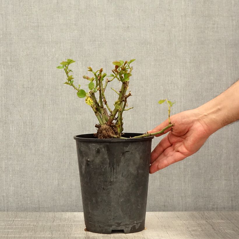 Exemplar von Rosa Allegro - Kletterrose Topf mit 4L/5L wie im Frühjahr geliefert