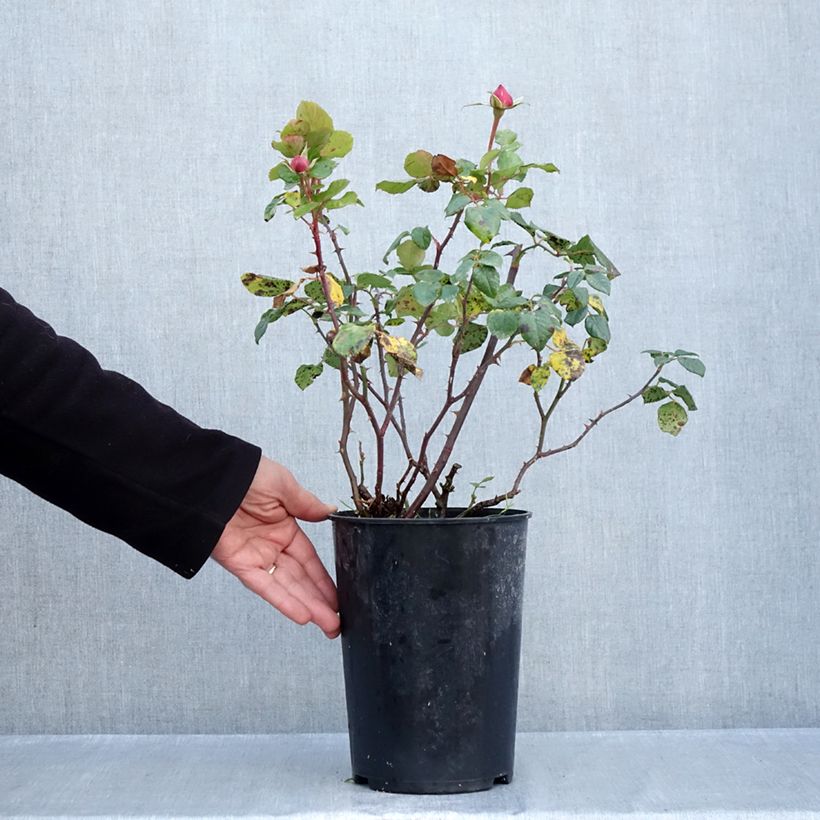 Exemplar von Rosa Aloha ancien - Kletterrose Topf mit 4L/5L wie im Herbst geliefert