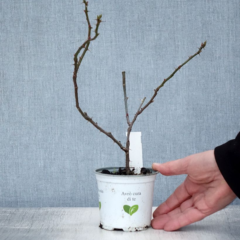 Exemplar von Rosa Aloha de Kordes - Kletterrose Topf 10 cm/11cm wie im Winter geliefert