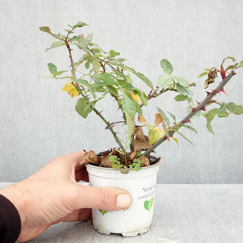 Exemplar von Rosa Aloha de Kordes - Kletterrose Topf 10 cm/11cm wie im Herbst geliefert