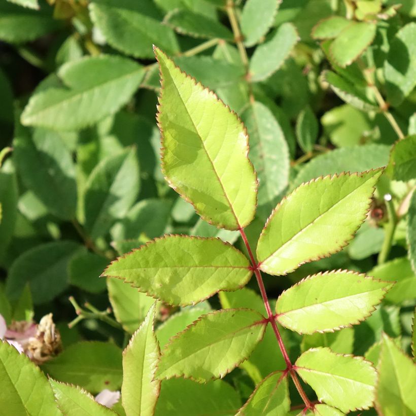 Rosa anglais Little Rambler - Kletterrose (Foliage)