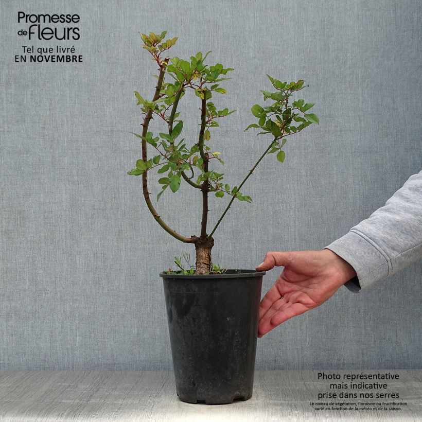 Example of Rosa anglais Little Rambler - Kletterrose Topf mit 4L/5L as you get in automne