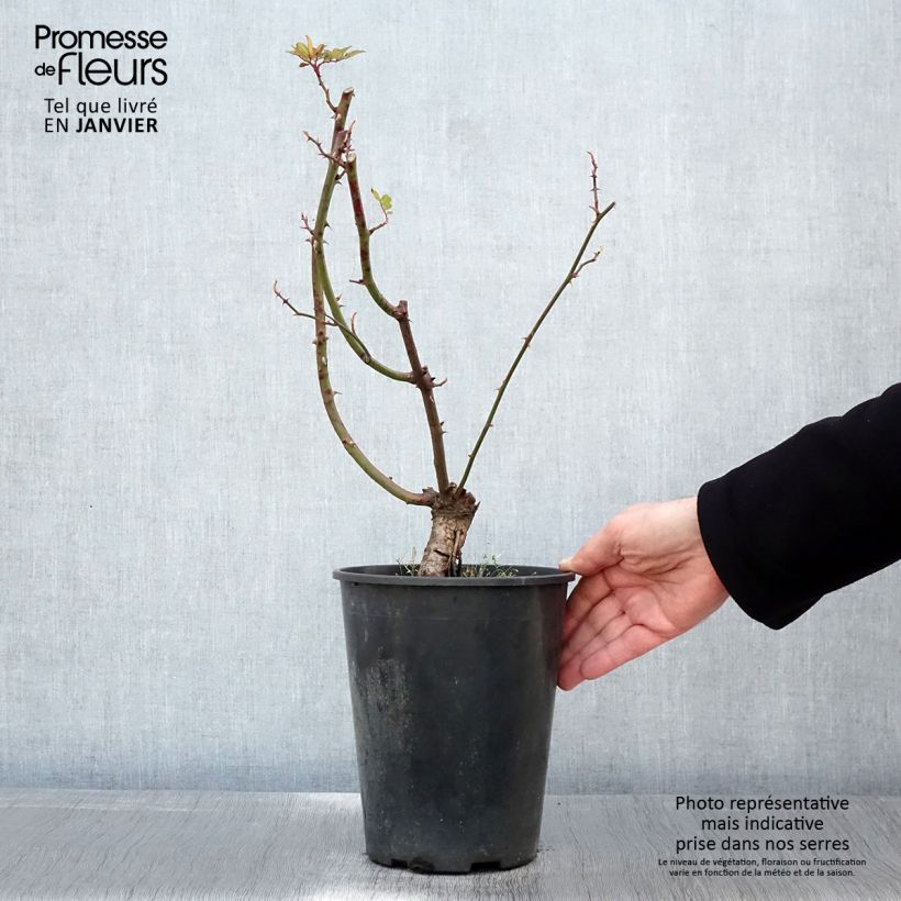 Exemplar von Rosa anglais Little Rambler - Kletterrose Topf mit 4L/5L wie im Winter geliefert