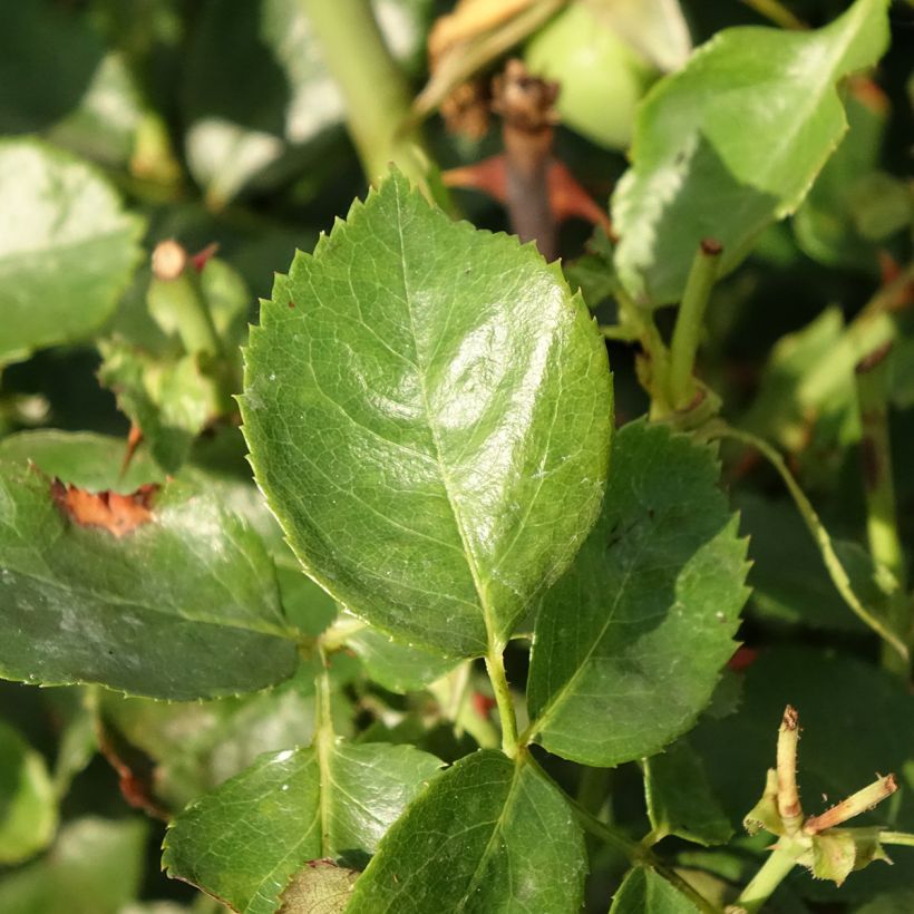 Rosa Bantry Bay - Kletterrose (Foliage)