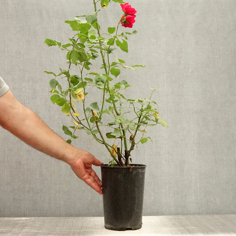 Exemplar von Rosa Blaze Superior - Kletterrose Topf mit 4L/5L wie im Sommer geliefert