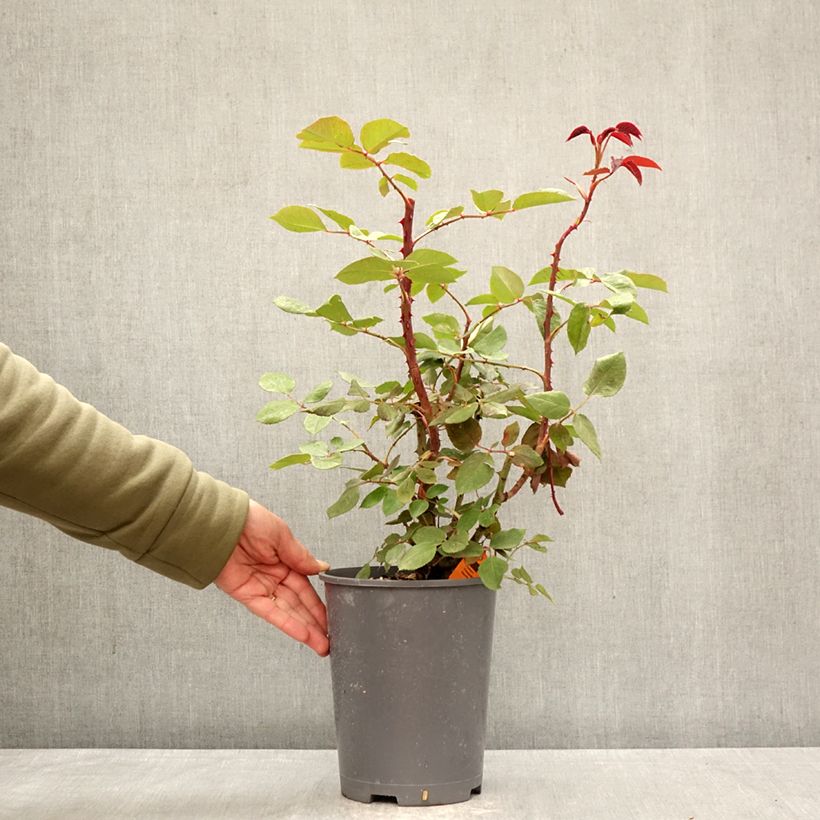 Exemplar von Rosa Botero - Kletterrose Topf mit 4L/5L wie im Frühjahr geliefert