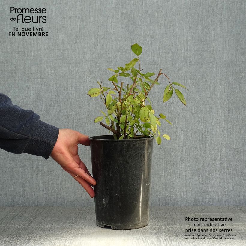 Example of Rosa polyantha Cecile brunner - Kletterrose Topf mit 4L/5L as you get in automne