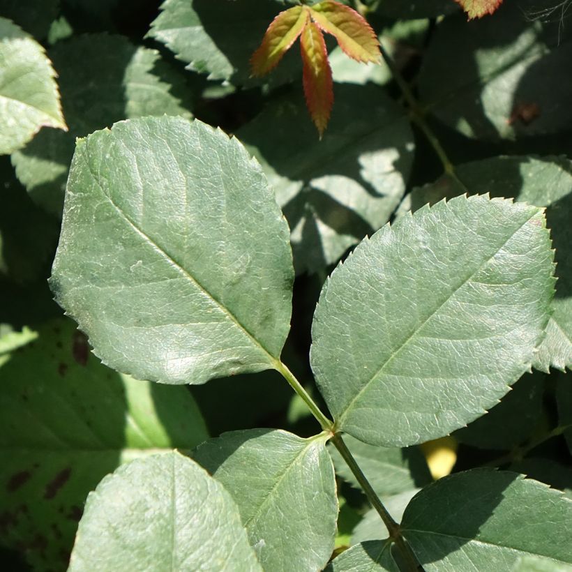 Rosa Cherry Explosion - Kletterrose (Foliage)