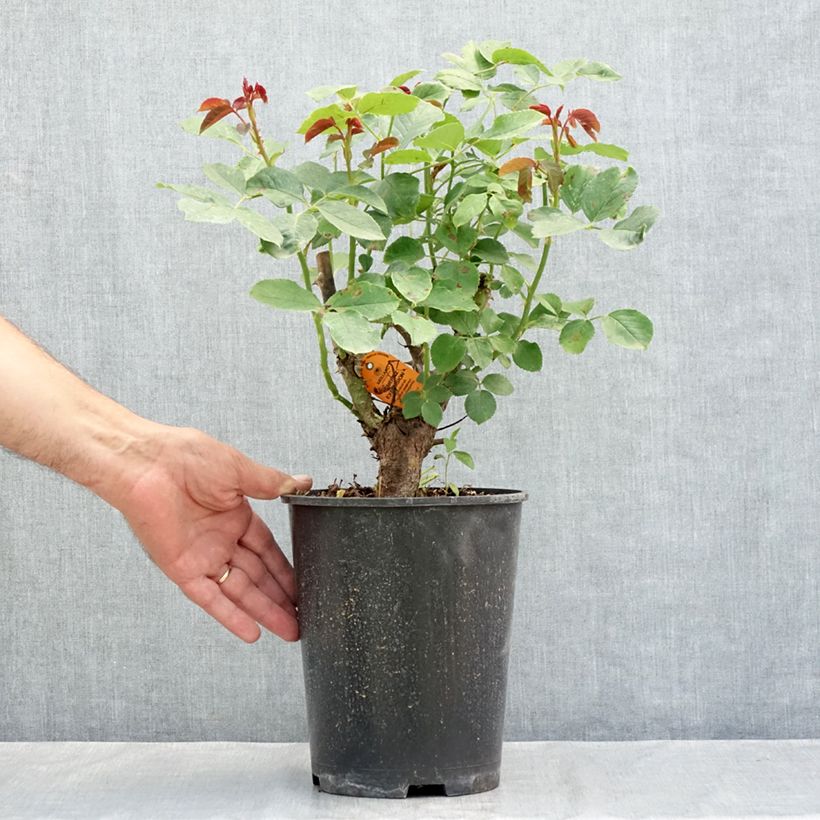 Example of Rosa Cherry Explosion - Kletterrose Topf mit 4L/5L as you get in ete