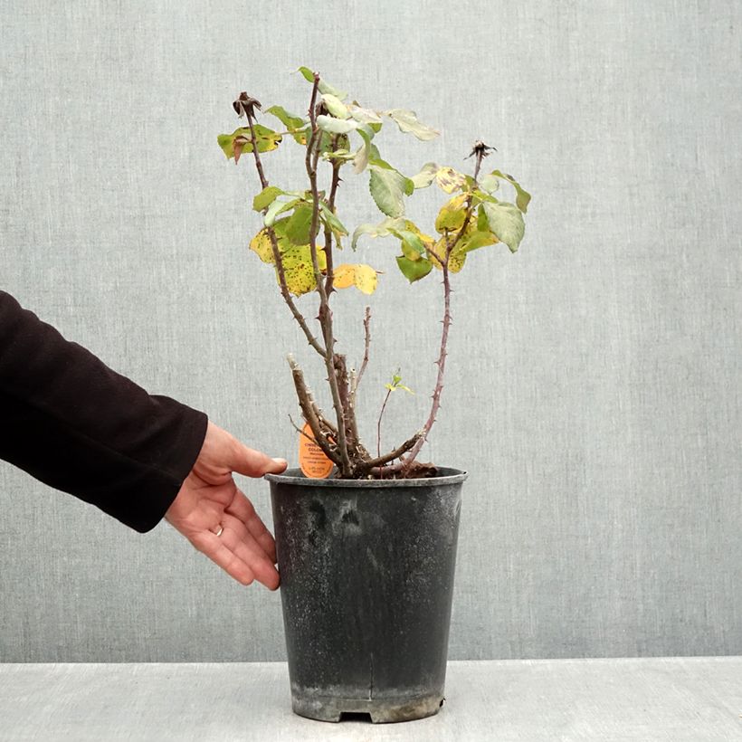 Exemplar von Rosa Christophe Colomb - Kletterrose Topf mit 4L/5L wie im Herbst geliefert