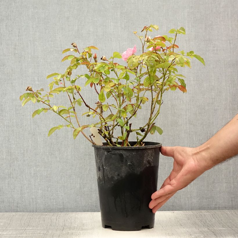 Example of Rosa Clair Matin - Kletterrose Topf mit 4L/5L as you get in ete
