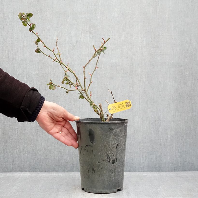 Exemplar von Rosa Climbing Max Bajazzo - Moderne Hybrid-Rose Topf mit 3L/4L wie im Winter geliefert