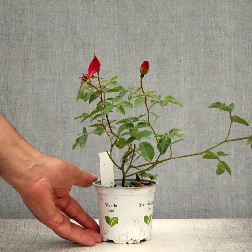 Example of Rosa Cocktail - Kletterrose Topf 10 cm/11cm as you get in ete